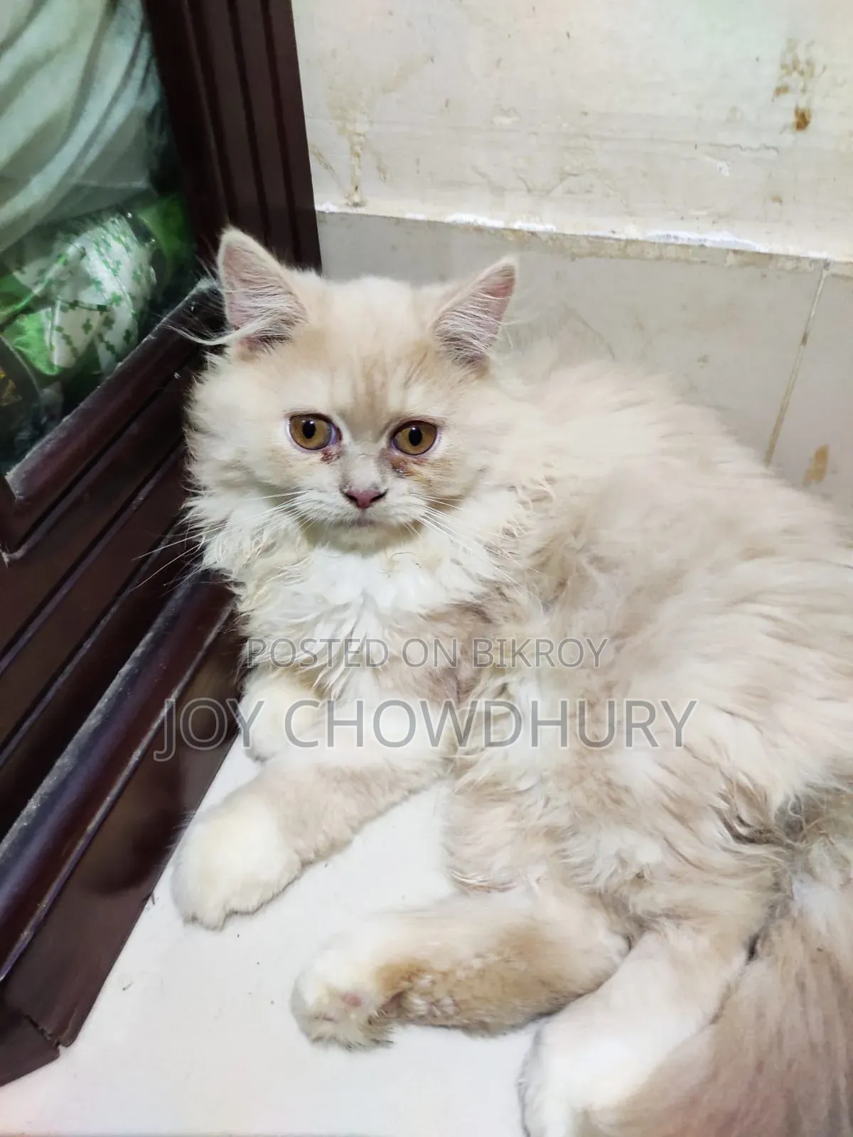 1-3 Months Male Purebred Persian