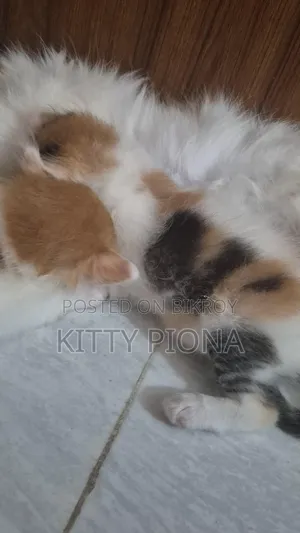 1-3 Months Female Purebred Persian