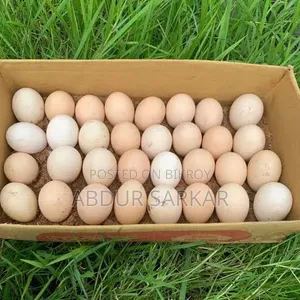দেশি মোরগীর বীজ ডিম বিক্রয়