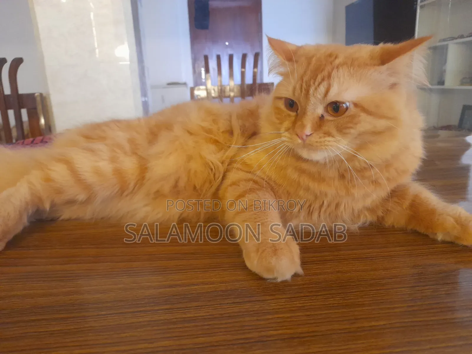 1+ Year Male Purebred Persian
