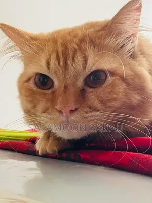1+ Year Male Purebred Persian