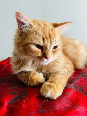 1+ Year Male Purebred Persian
