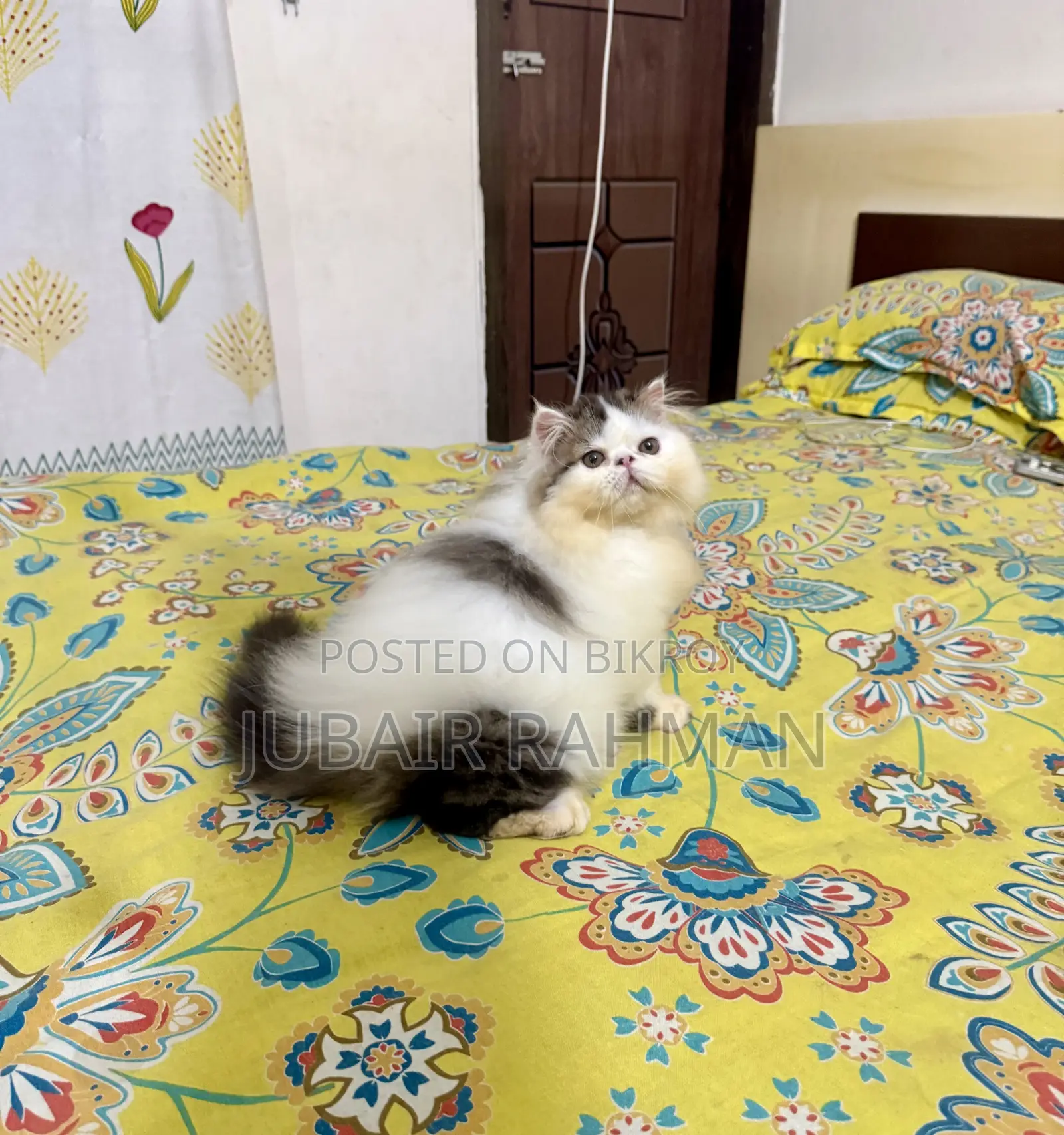৩-৬ মাসের পুরুষ খাঁটি জাতের এক্সোটিক