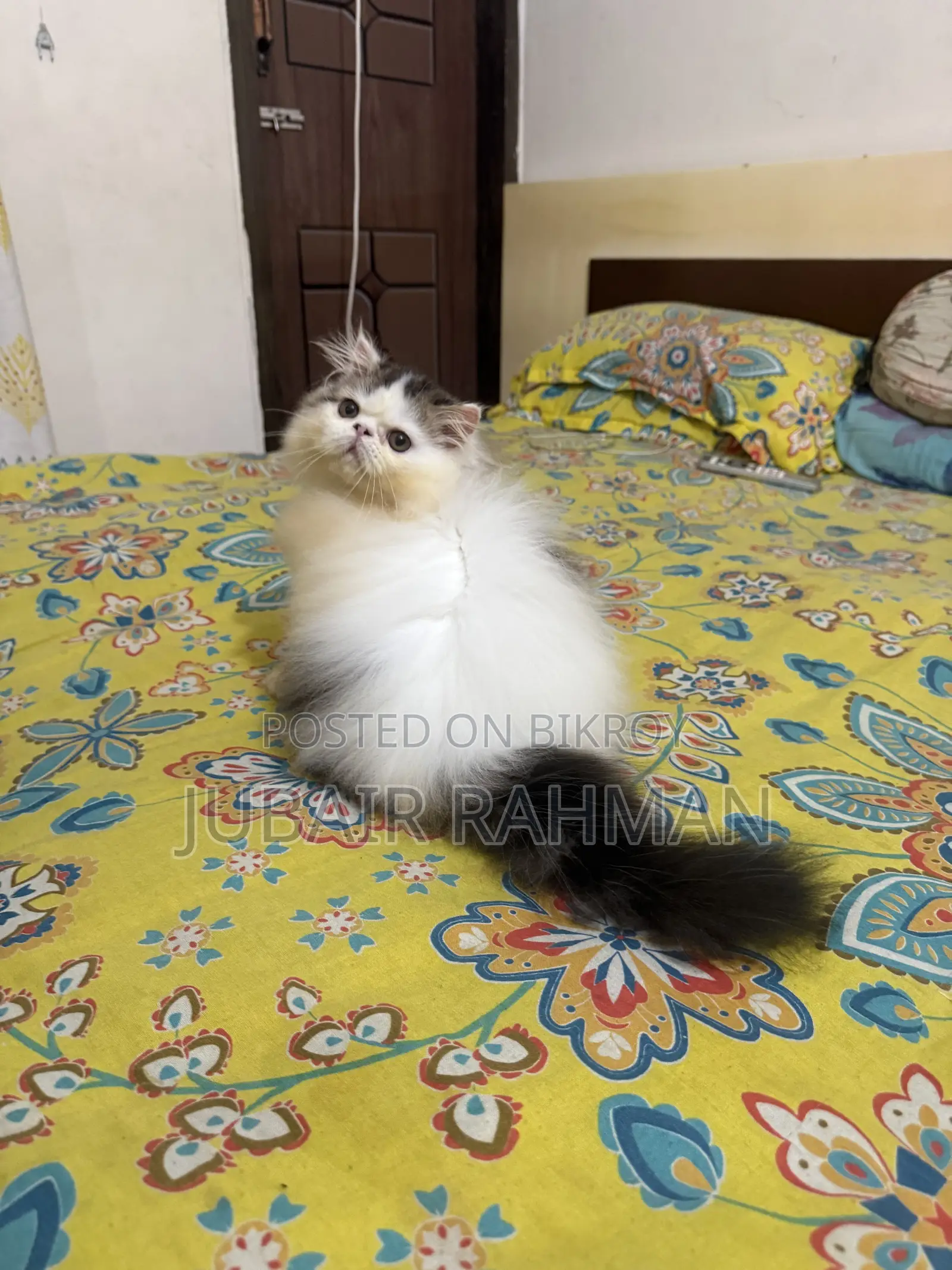 ৩-৬ মাসের পুরুষ খাঁটি জাতের এক্সোটিক