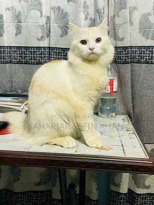 ৬-১২ মাসের নর খাঁটি পার্সিয়ান বিড়াল