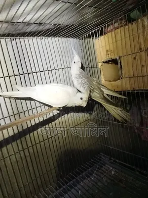 ককাটেল ব্রিডিং পেয়ার