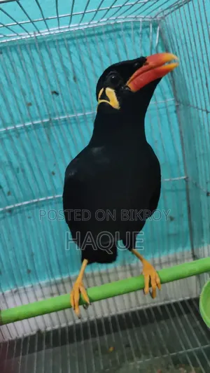 ময়না পাখি সেল হবে