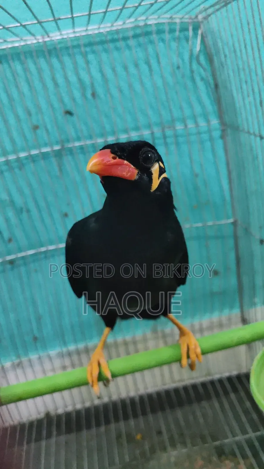 ময়না পাখি সেল হবে