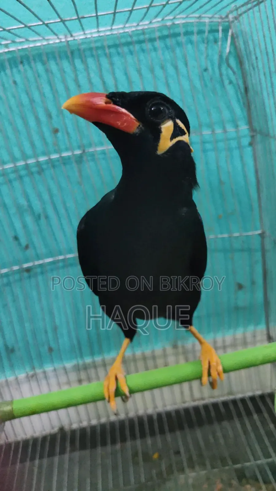 ময়না পাখি সেল হবে