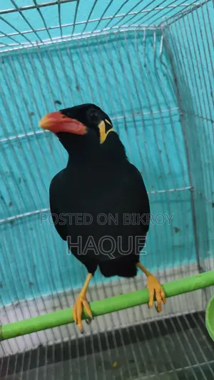 ময়না পাখি সেল হবে