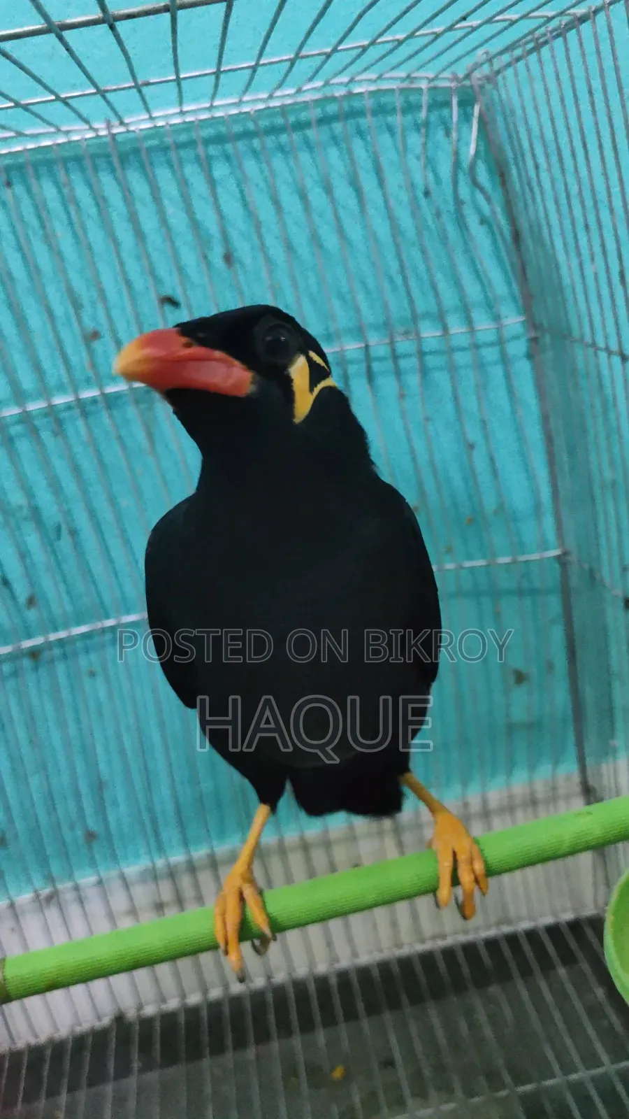 ময়না পাখি সেল হবে