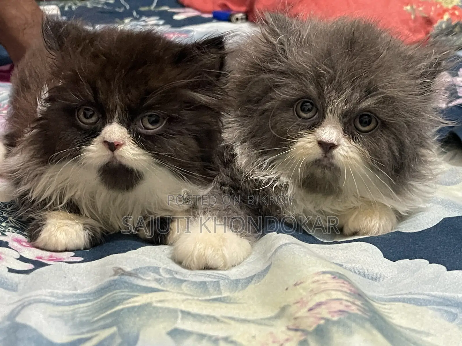 1-3 months Female Purebred Persian