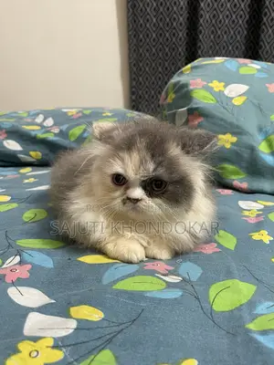 1-3 months Female Purebred Persian