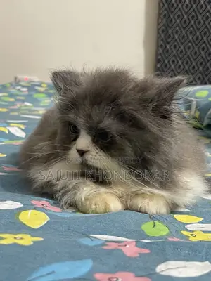 1-3 months Female Purebred Persian
