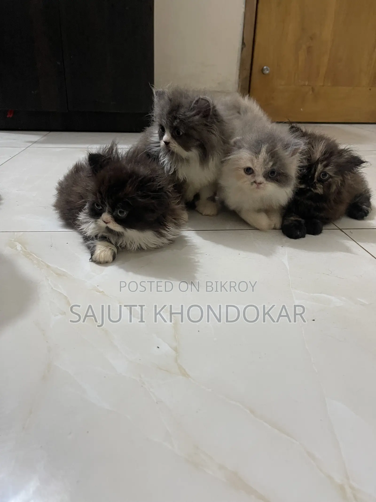 1-3 months Female Purebred Persian