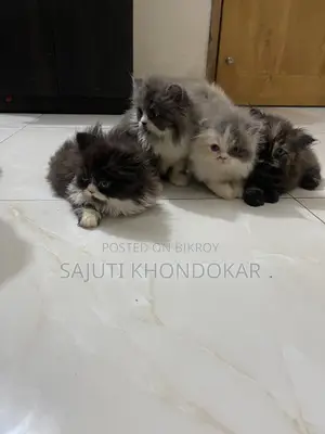 1-3 months Female Purebred Persian