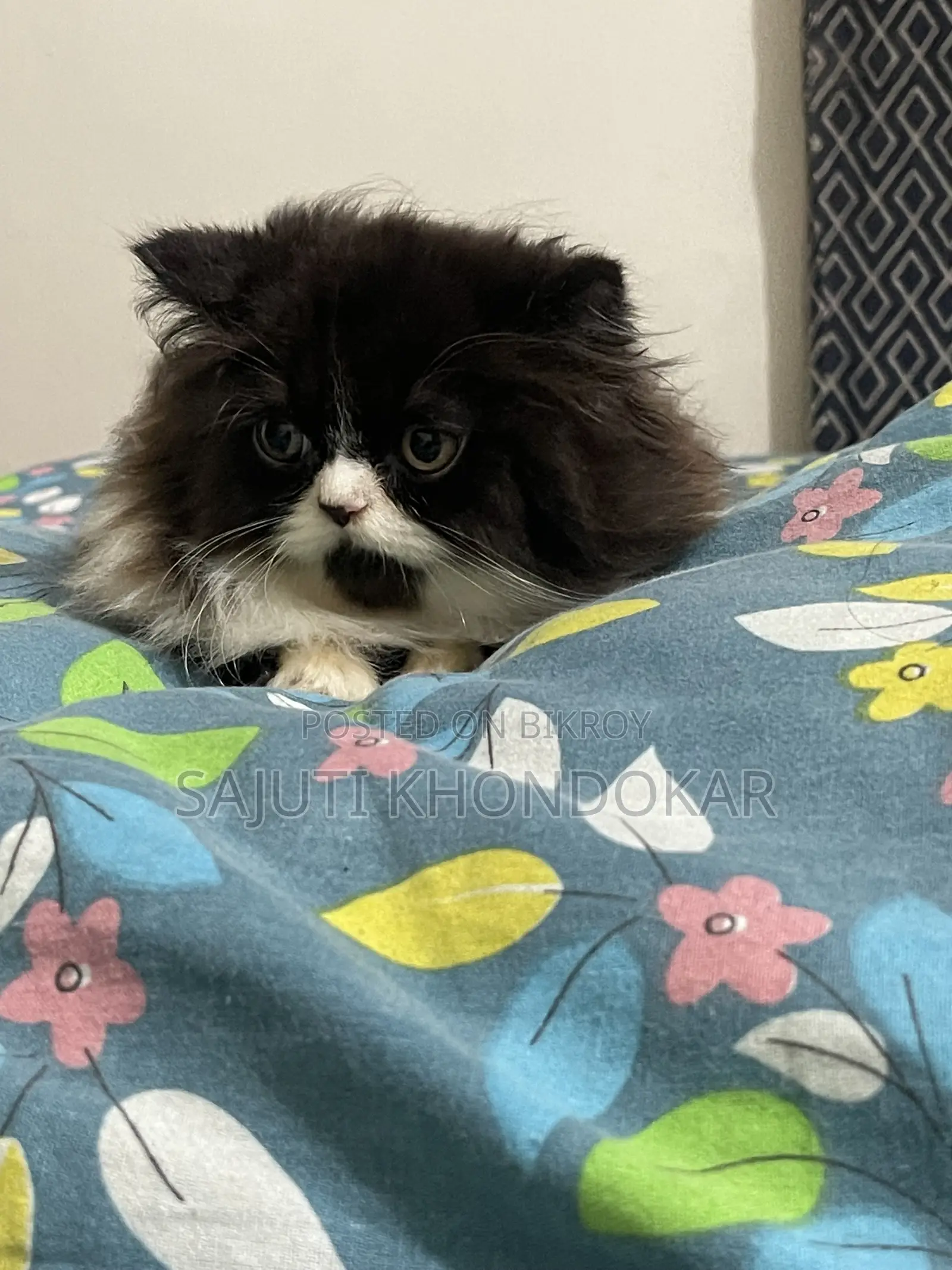 1-3 months Female Purebred Persian