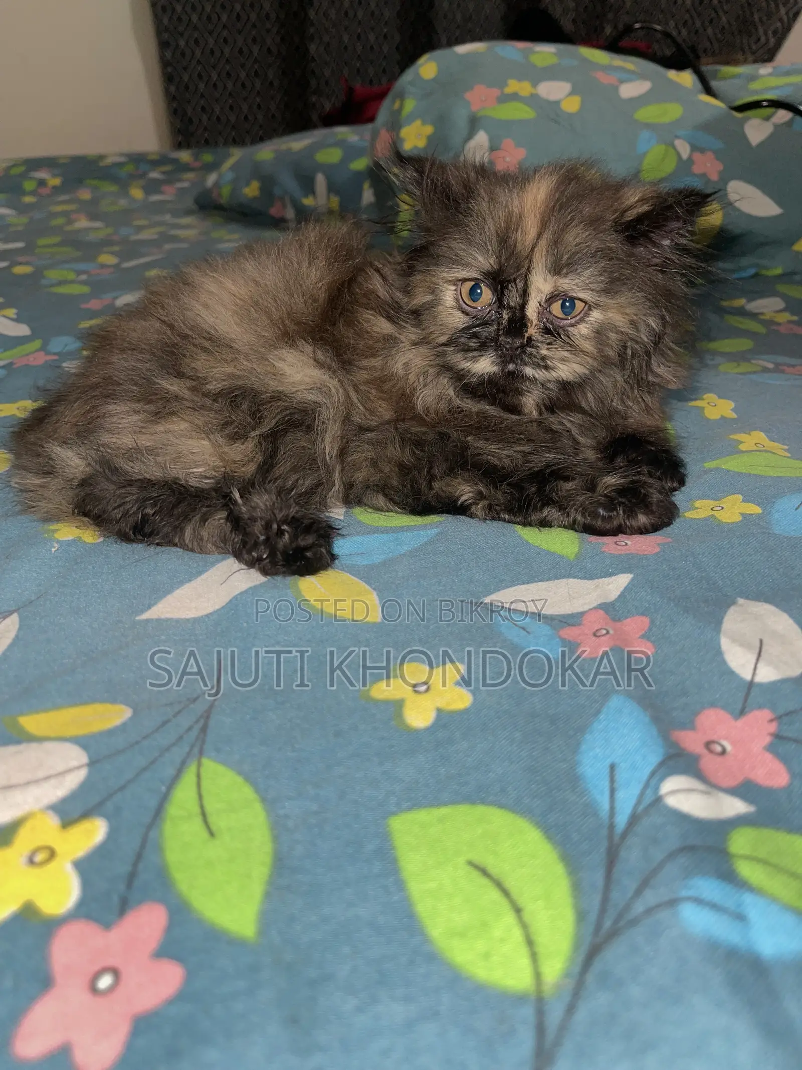 1-3 months Female Purebred Persian