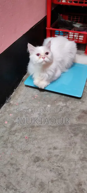 1+ Year Female Purebred Persian