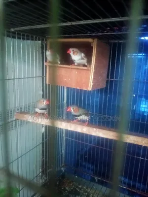 ফিন্চ পাখি