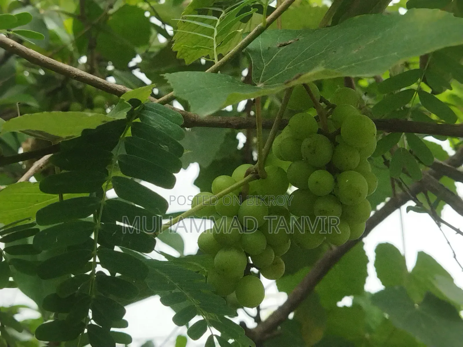 Grape Tree Cutting With Grapes