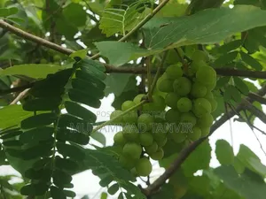 Grape Tree Cutting With Grapes