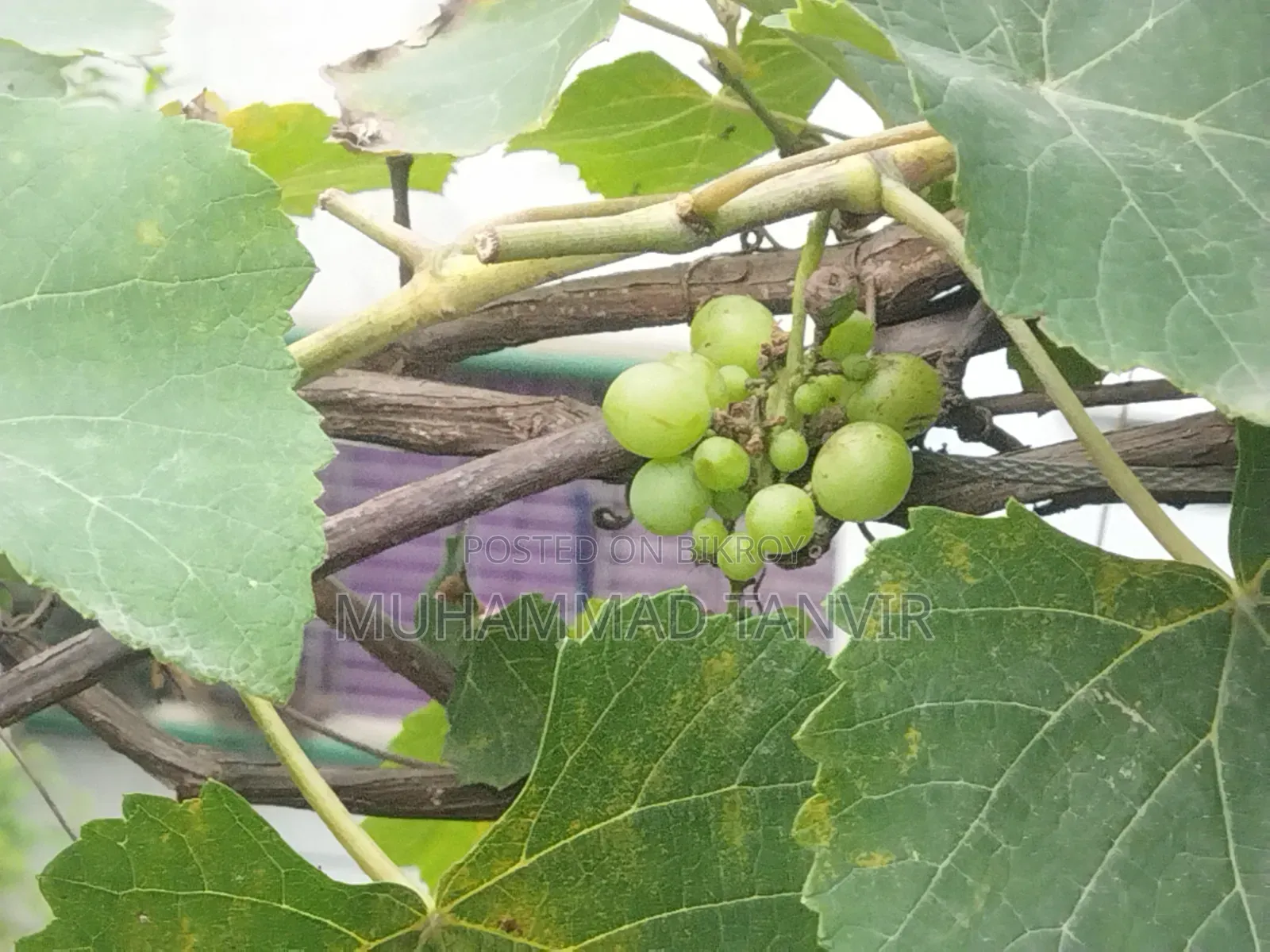 Grape Tree Cutting With Grapes