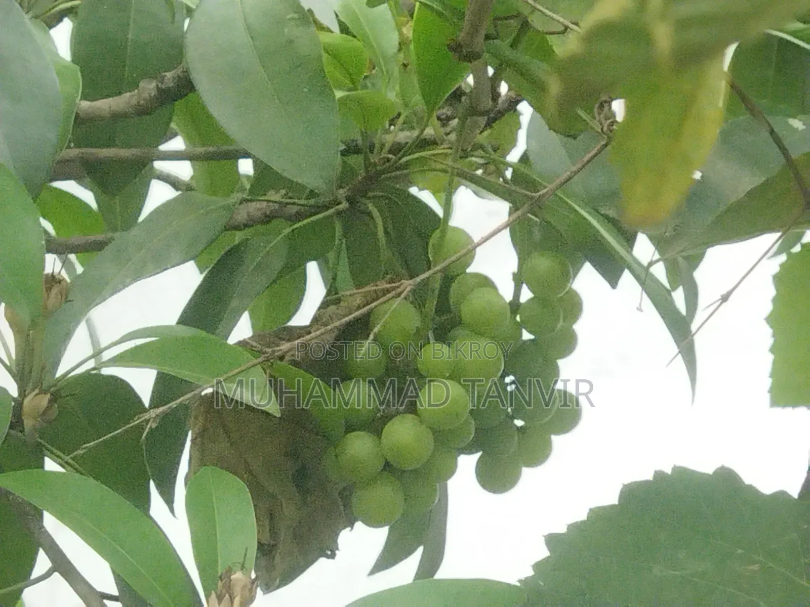 Grape Tree Cutting With Grapes