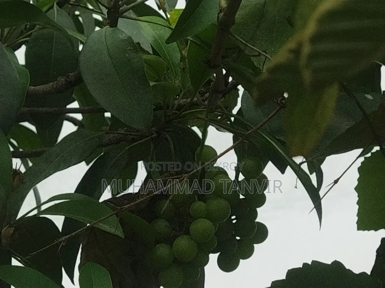 Grape Tree Cutting With Grapes