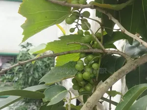 Grape Tree Cutting With Grapes