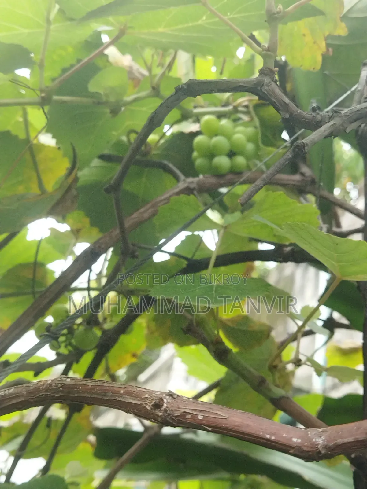 Grape Tree Cutting With Grapes
