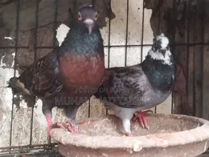 Coca Female Pigeon 100% Pure and Fertile