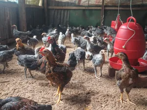 দুই মাস বয়সী মিশরীয় ফাউনি মুরগি
