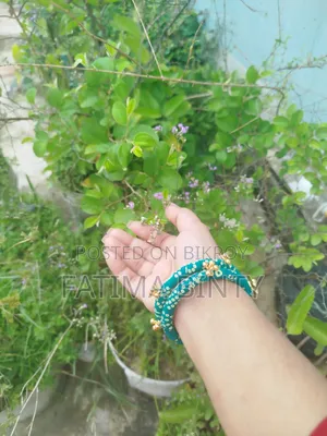 সুন্দর ফিনিশিং চুড়ি