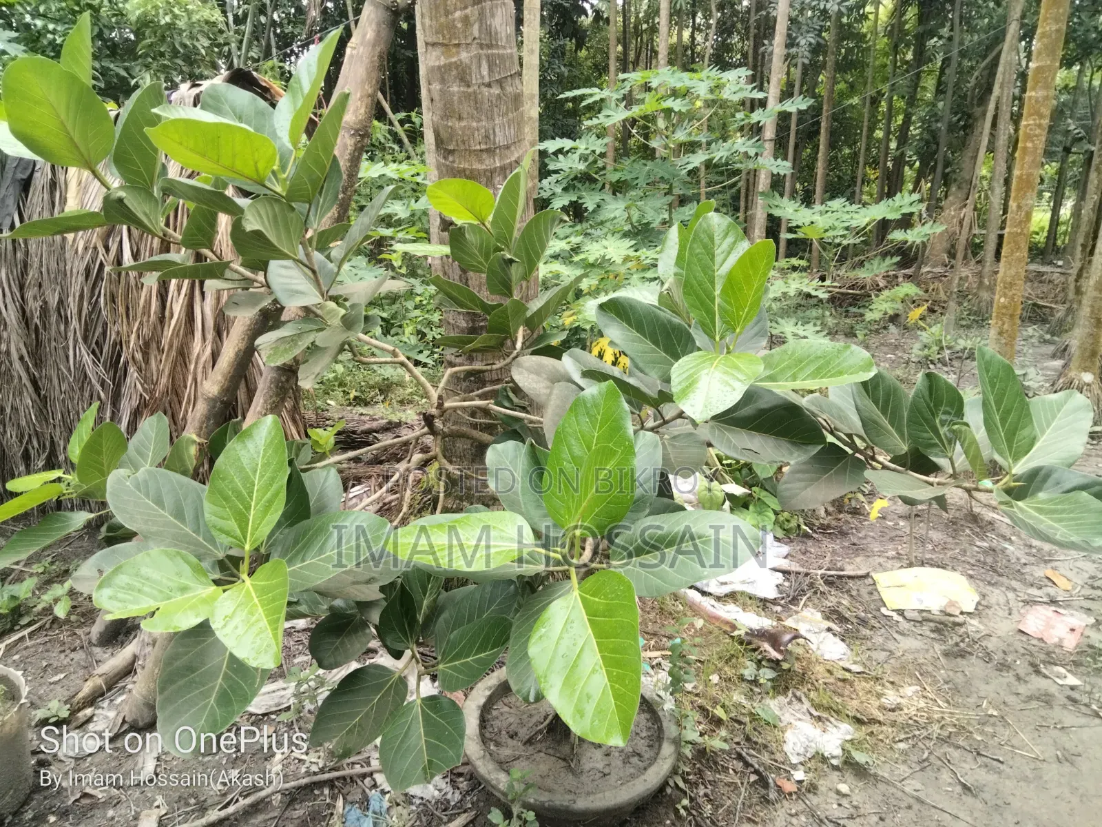 Banyan Tree Bonsai over 13 Years Old