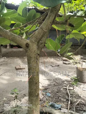 Banyan Tree Bonsai over 13 Years Old