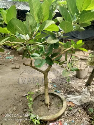 Banyan Tree Bonsai over 13 Years Old