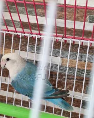 Blue Fisher Opaline (Male)