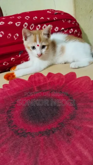 ১-৩ মাসের ফিমেল মিক্সড ব্রিড এক্সোটিক