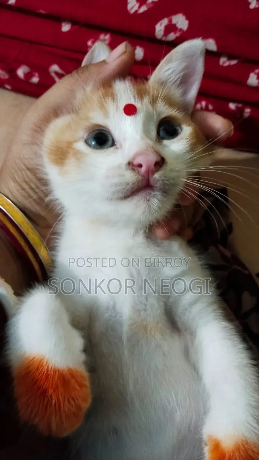 1-3 months Female Mixed Breed Exotic Cat