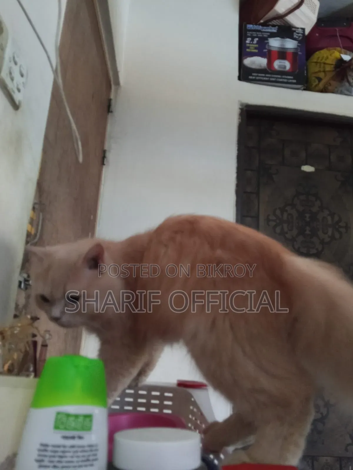 6-12 Months Male Purebred Persian