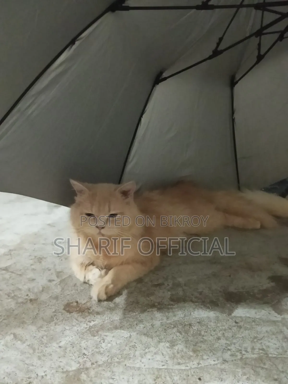 6-12 Months Male Purebred Persian