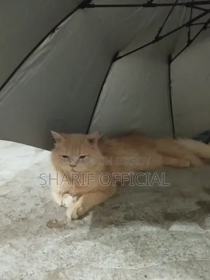 6-12 Months Male Purebred Persian