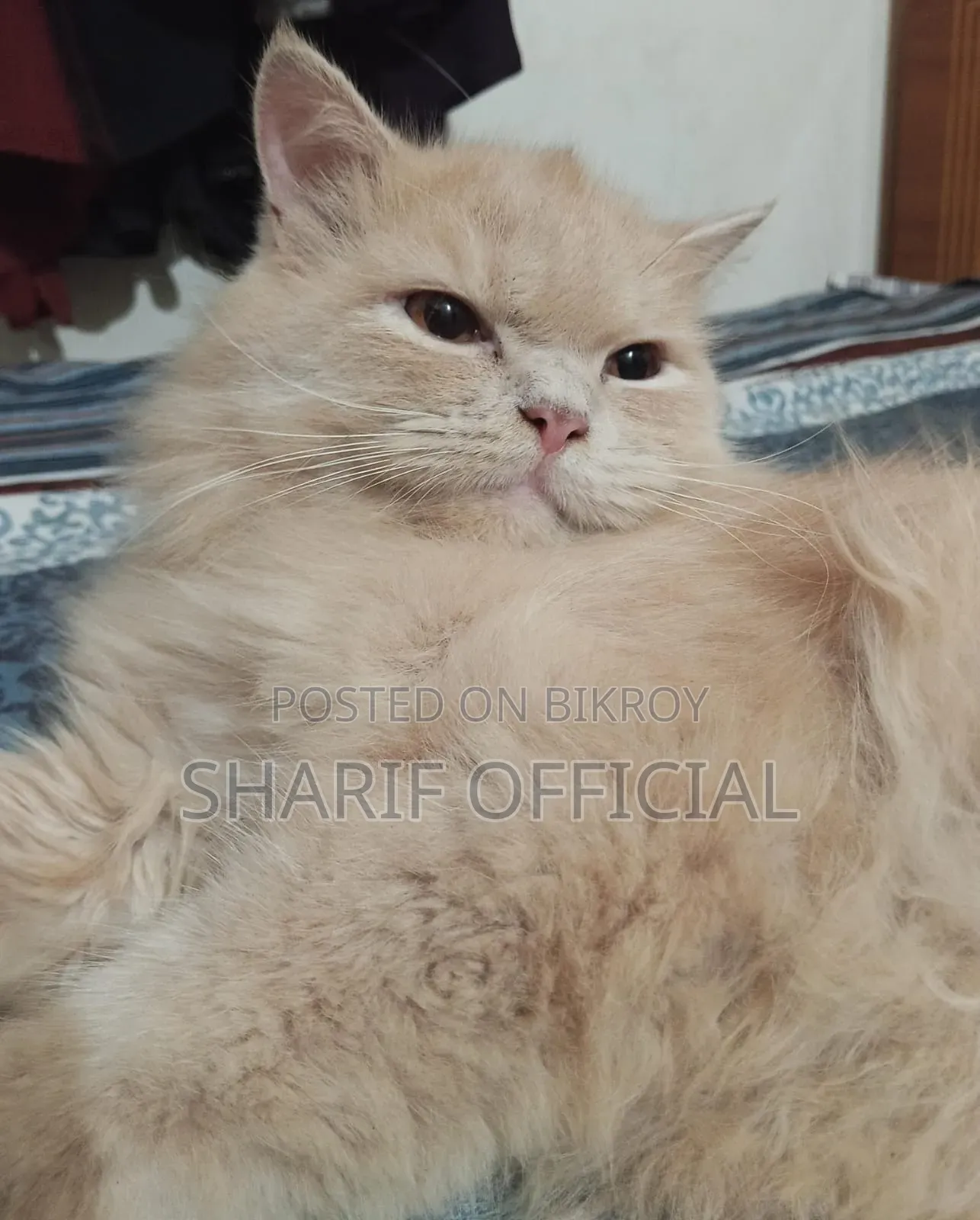 6-12 Months Male Purebred Persian