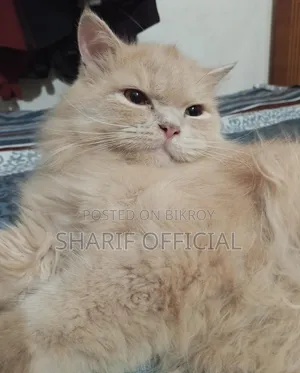 6-12 Months Male Purebred Persian