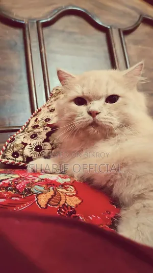6-12 Months Male Purebred Persian