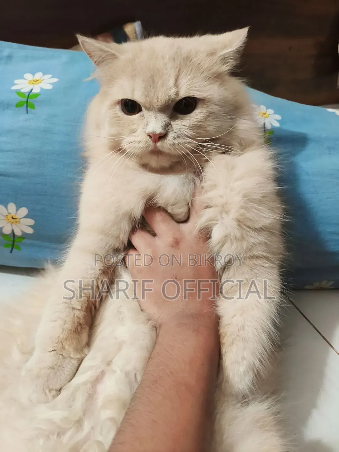 6-12 Months Male Purebred Persian