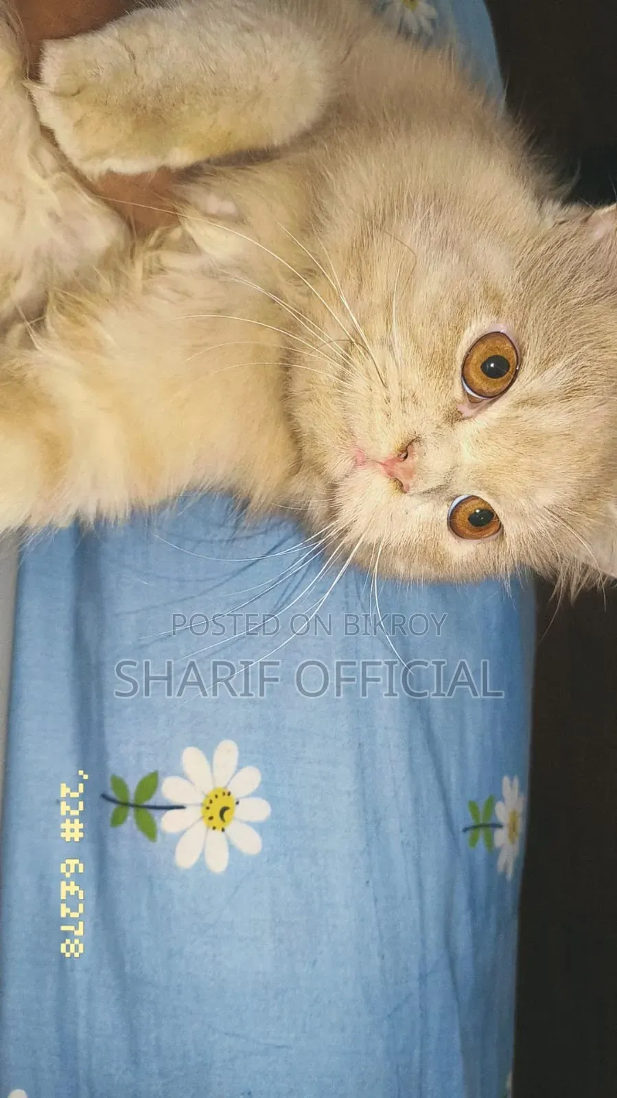 6-12 Months Male Purebred Persian