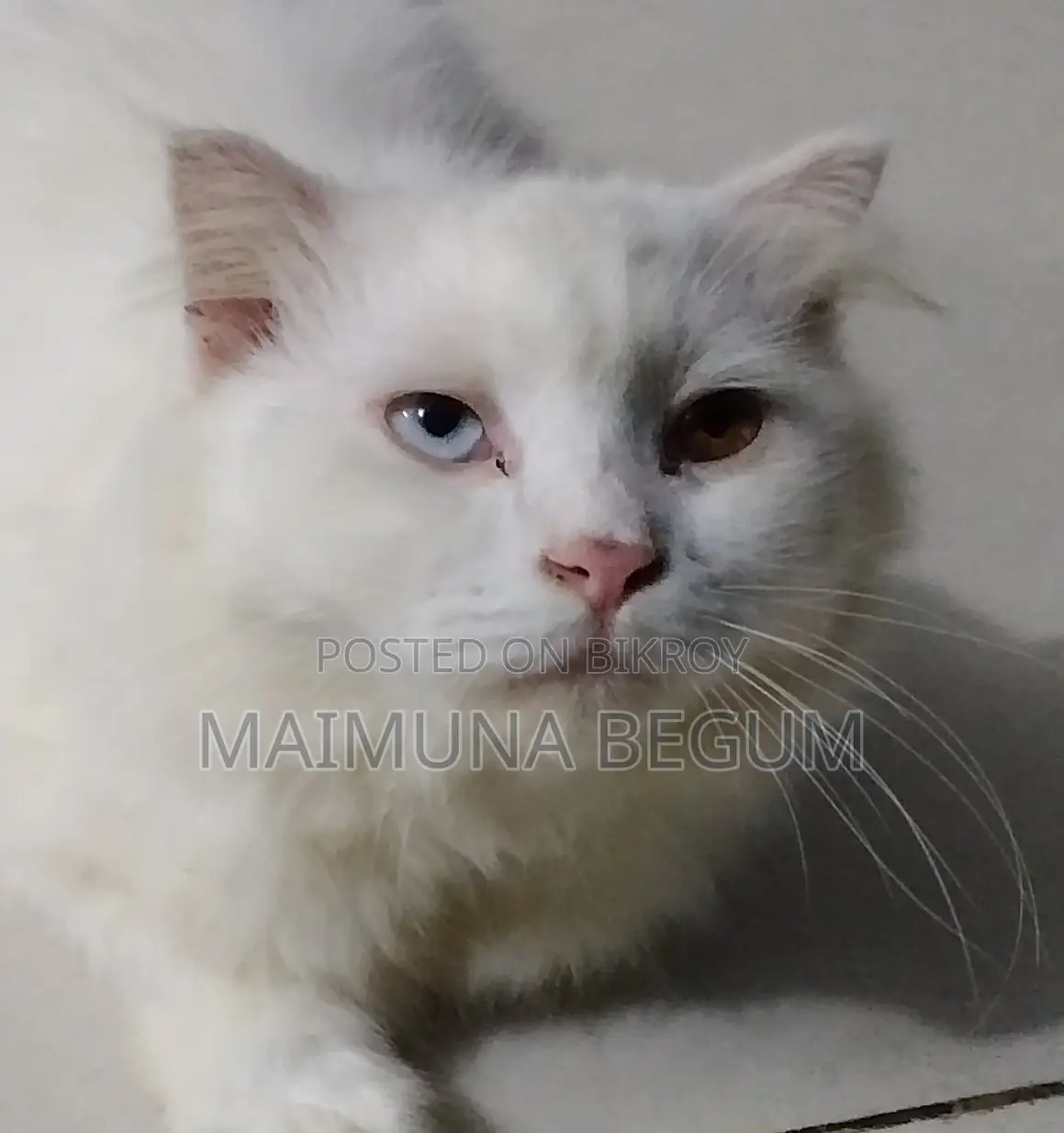 3-6 Months Male Purebred Persian