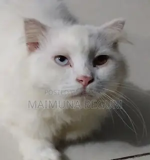 3-6 Months Male Purebred Persian